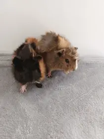 Daruji dva mladé morčecí samce do dobrých rukou