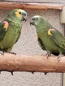 Amazoňan modročelý