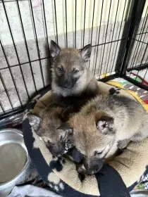 Štěňátka no x čsv