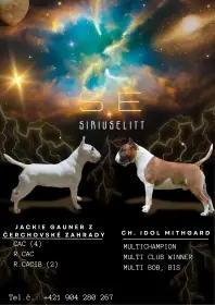 Šteniatka bullterriéra