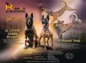 Belgický ovčiak malinois