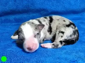 Border kolie Štěňátka s vyšetřením a PP