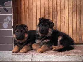Německý ovčák - štěňata s PP - ihned k odběru