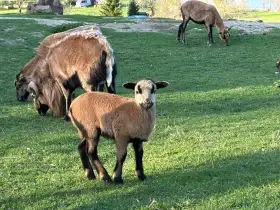 Srnčí kamerunský beránek 3x