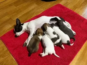 Štěňátka typu Čivava bez PP (Pardubický kraj)