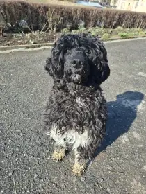 Portugalský vodní pes