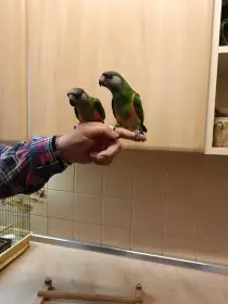 Papoušek senegalský,