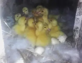 Násadová vejce - kachna pižmová, čínská, husokachna, čínka