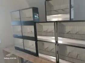 Vystavni boxy na exotické ptactvo