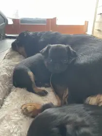 Štěňátko Brabantík