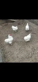 Násadová vajíčka zdrobnělých Wyandotek