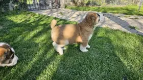 Stredoázijský pastiersky pes – šteniatka s PP z chovnej stanice Al-Azhar