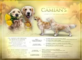 Velmi perspektivní pejsek zlatého retrievera s PP