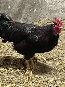 Mladý kohout Rodajlendka