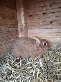 Zakrslý červený králík