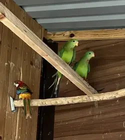 Papoušek nádherný