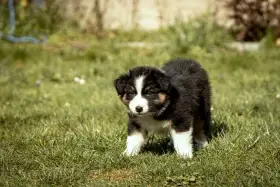 Brax Australaland - australský ovčák s PP