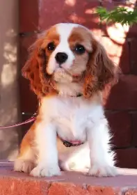 Cavalier King Charles Spaniel s PP
