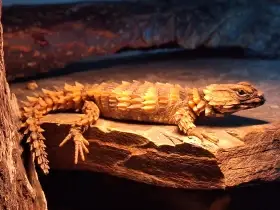 Ouroborus cataphractus