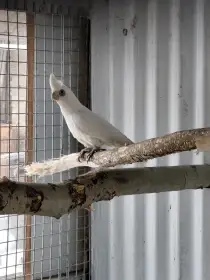 Koupím amazoňan, kakadu