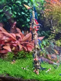 Vlastní domácí lízátka pro krevetky, šneky a ryby. Krmení pro krevetky.