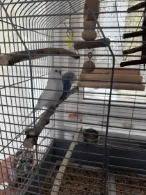 Prodám pár andulek