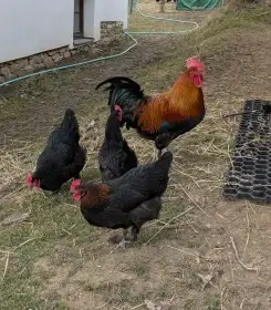 Maranska černá měděněkrká - NV