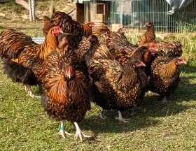 Orpingtonka žlutá černě lemovaná - nv