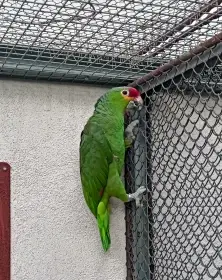 Amazoňan žlutolící