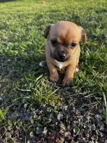 Čivava - štěňata bez PP