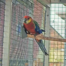 Rosela žlutolící KOUPÍM samičku rok 2025