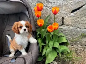 Kavalír King Charles Španěl - šteňátka s PP