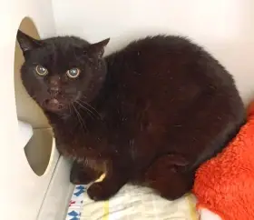 Kocourek Panther hledá nový domov