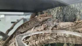 Prodám samce pagekona řasnatého