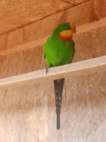 Prodám Papoušek nádherný
