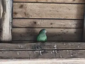 Papoušek nádherný