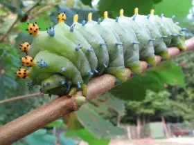 Hyalophora Cecropia Housenky