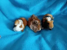 Malá morčátka vhodná na domácí mazlíčky