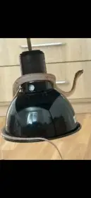 Prodám užovku tenkoocasou