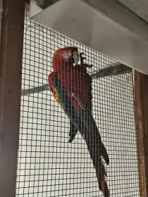 Harmonizující pár