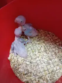 Alexandr velký na dokrmení