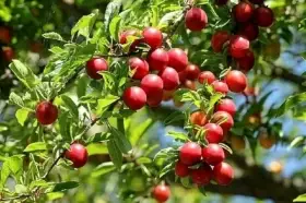 Slivoň - Mirabelka červená