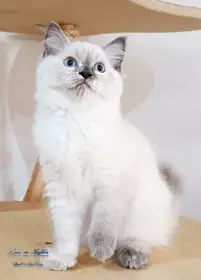 Blue tortie colourpoint slečna