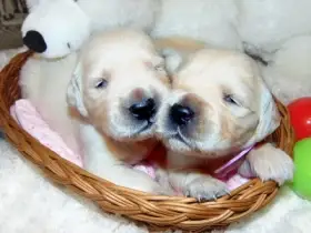 Rezervace štěňátek - fenky Zlatého retrívra s PP-odběr červen 2026