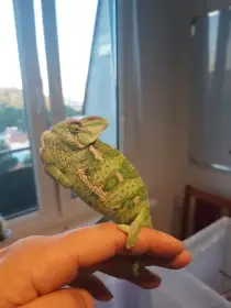 Chameleon jemenský - Chameleo calyptratus- samečci