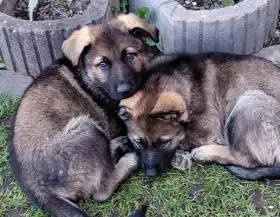 Německý ovčák  - štěňata s PP