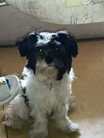 Ťapka hledá nutni domov