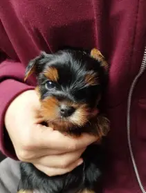 Jorkšírský teriér s PP ( FCI)