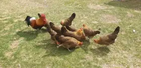 Nasadová vajíčka Česká zlatá kropenka