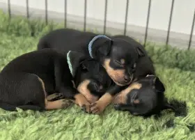 Štěňátka pražského krysaříka